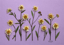 Load image into Gallery viewer, Daisies Garden
